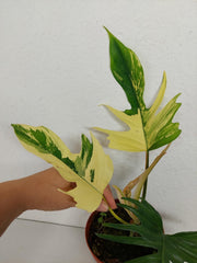 Philodendron Tortum x Florida Beauty Variegata