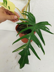 Philodendron Tortum x Florida Beauty Variegata