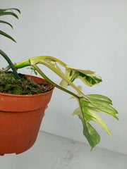 Philodendron Tortum x Florida Beauty Variegata