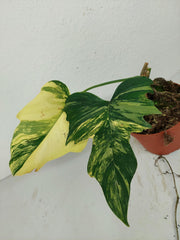 Philodendron Florida Beauty x Mayoi Variegata vergrünt
