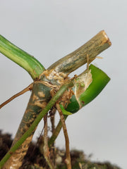 Philodendron Florida Beauty x Mayoi Variegata vergrünt