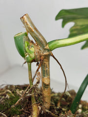 Philodendron Florida Beauty x Mayoi Variegata vergrünt