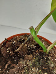 Monstera Green on Green Steckling (zum aussuchen)