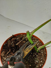 Monstera Green on Green Steckling (zum aussuchen)