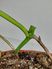 Monstera Green on Green Steckling (zum aussuchen)