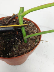 Monstera Green on Green Steckling (zum aussuchen)