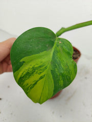 Monstera Green on Green Steckling (zum aussuchen)