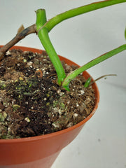 Monstera Green on Green Steckling (zum aussuchen)