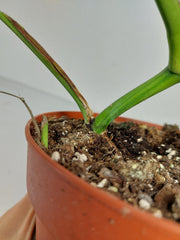 Monstera Green on Green Steckling (zum aussuchen)