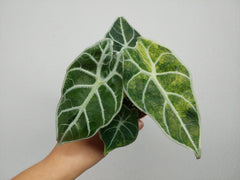 Alocasia Watsoniana Lightning Aurea