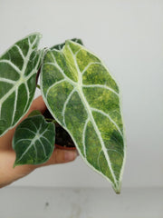 Alocasia Watsoniana Lightning Aurea