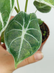 Alocasia Watsoniana Lightning Aurea