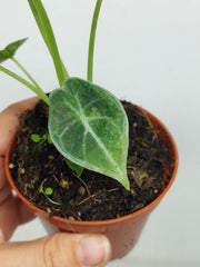 Alocasia Watsoniana Lightning Aurea