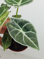 Alocasia Watsoniana Lightning Aurea