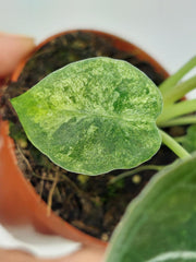 Alocasia Watsoniana Lightning Aurea