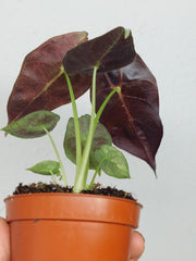 Alocasia Watsoniana Lightning Aurea