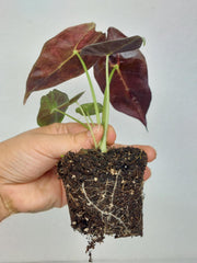 Alocasia Watsoniana Lightning Aurea