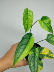 Monstera Siltepecana Aurea
