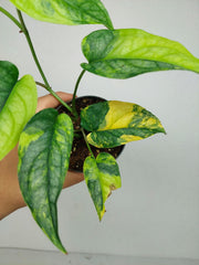 Monstera Siltepecana Aurea