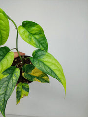 Monstera Siltepecana Aurea