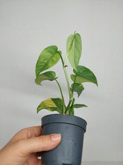 Monstera Siltepecana Aurea