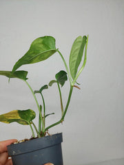 Monstera Siltepecana Aurea