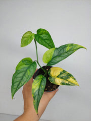 Monstera Siltepecana Aurea