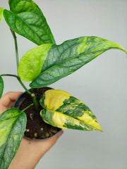 Monstera Siltepecana Aurea