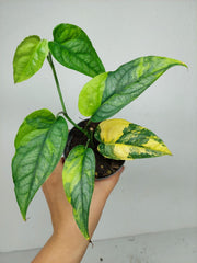 Monstera Siltepecana Aurea