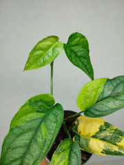 Monstera Siltepecana Aurea