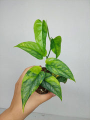 Monstera Siltepecana Aurea