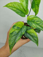 Monstera Siltepecana Aurea