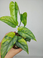 Monstera Siltepecana Aurea