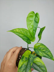 Monstera Siltepecana Aurea