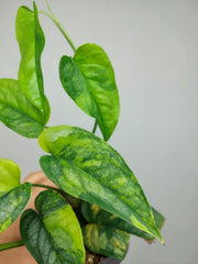 Monstera Siltepecana Aurea