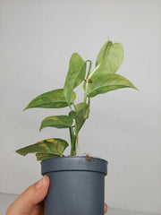 Monstera Siltepecana Aurea