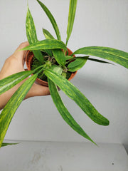 Anthurium Vittarifolium Aurea Variegata (zum aussuchen)