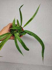 Anthurium Vittarifolium Aurea Variegata (zum aussuchen)