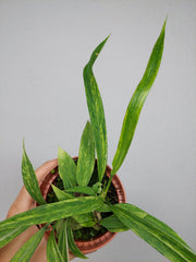 Anthurium Vittarifolium Aurea Variegata (zum aussuchen)
