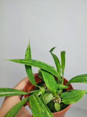 Anthurium Vittarifolium Aurea Variegata (zum aussuchen)