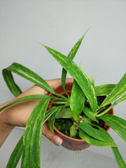 Anthurium Vittarifolium Aurea Variegata (zum aussuchen)