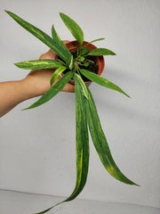 Anthurium Vittarifolium Aurea Variegata (zum aussuchen)