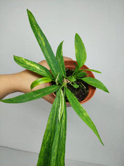 Anthurium Vittarifolium Aurea Variegata (zum aussuchen)