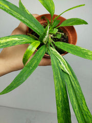 Anthurium Vittarifolium Aurea Variegata (zum aussuchen)