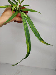 Anthurium Vittarifolium Aurea Variegata (zum aussuchen)