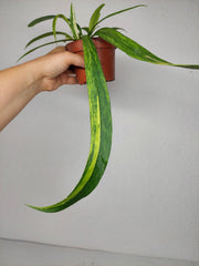 Anthurium Vittarifolium Aurea Variegata (zum aussuchen)