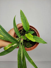 Anthurium Vittarifolium Aurea Variegata (zum aussuchen)