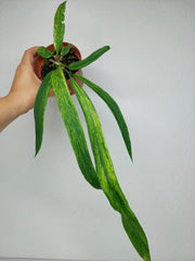 Anthurium Vittarifolium Aurea Variegata (zum aussuchen)