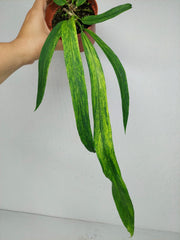 Anthurium Vittarifolium Aurea Variegata (zum aussuchen)
