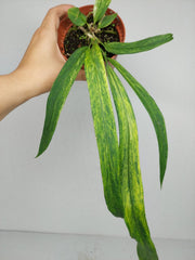 Anthurium Vittarifolium Aurea Variegata (zum aussuchen)
